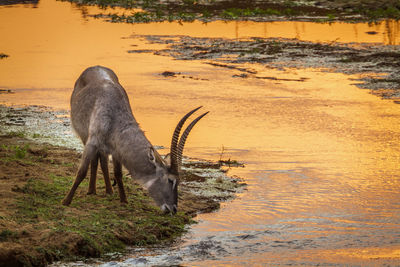 View of horse drinking water on field