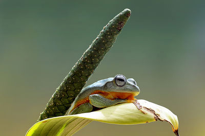 Close-up of frog on plant