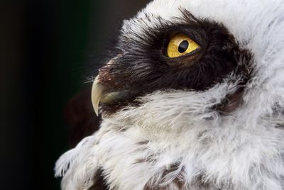 Close-up portrait of a bird