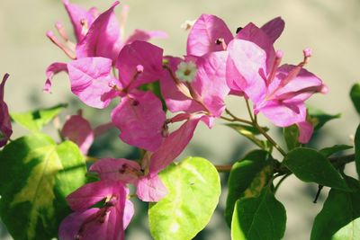 Close-up of pink flowering plant