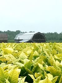 Scenic view of agricultural field against clear sky