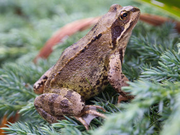 Close-up of a frog