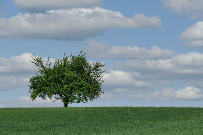 Tree on field against sky