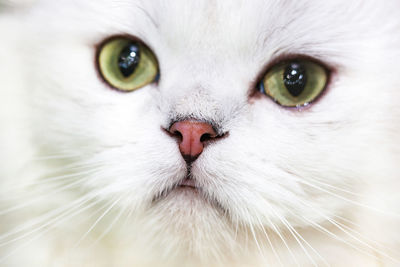 Close-up of a cute white cat face.