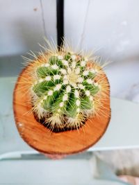 Close-up of cactus in potted plant