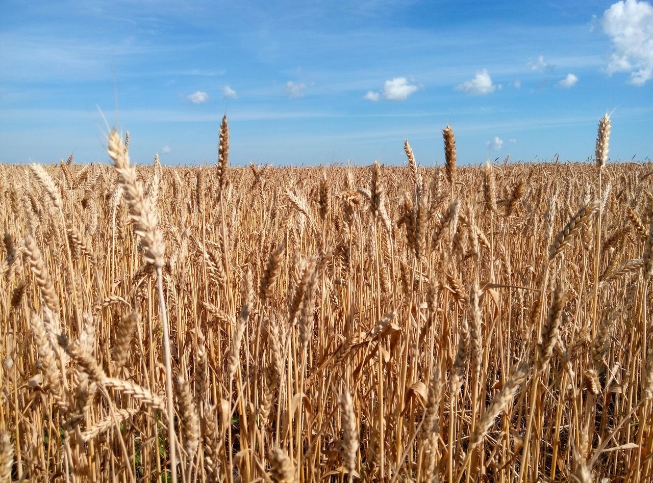 agriculture, rural scene, crop, farm, field, cereal plant, growth, wheat, landscape, sky, tranquility, cultivated land, nature, plant, tranquil scene, hay, beauty in nature, farmland, growing, scenics, blue, no people, grass, day, horizon over land, bale, outdoors, abundance, cloud, idyllic, cloud - sky