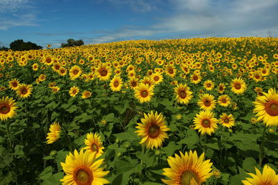 Scenic view of sunflower field against sky