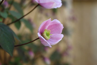 Close-up of pink clematis montana flower