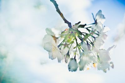 Low angle view of flowers blooming on tree