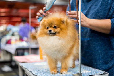 Cute pomeranian, breed of dog of the spitz type, with red hair on table for grooming, being combed