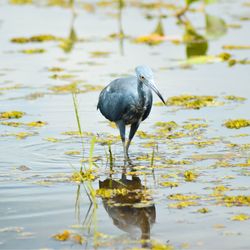 Close-up of bird perching on lake