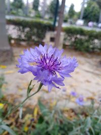 Purple flower blooming outdoors