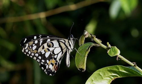 Close-up of butterfly on leaf