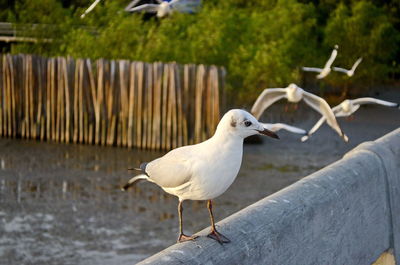 Seagull perching on a bird