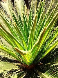 Close-up of palm tree