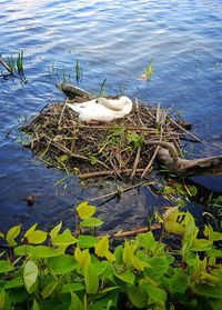 High angle view of swan on lake