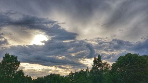 Low angle view of trees against sky