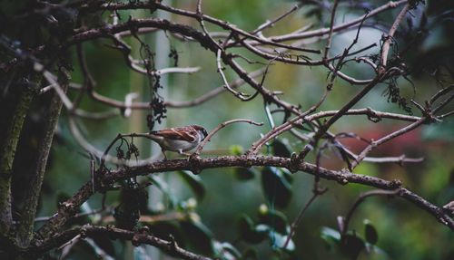 Bird perching on bare tree