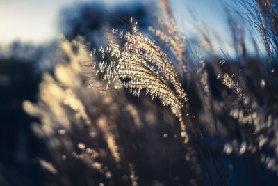 Close-up of frozen plants on field