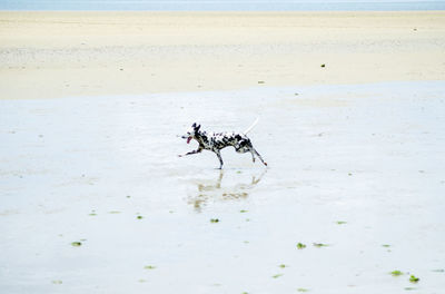 Side view of dalmatian dog running at beach