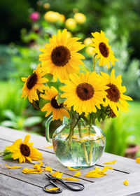 Close-up of sunflower