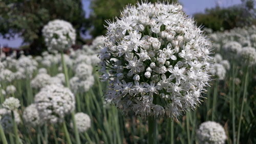 Close-up of white flowering plants