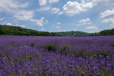 Purple flowering plants on field against sky