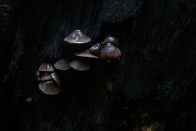 Close-up of mushroom growing on tree trunk