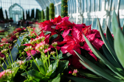 Close-up of red flowering plant
