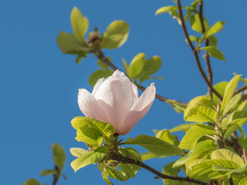 Close-up of white flowering plant against blue sky