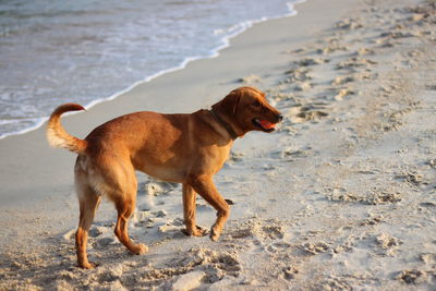 Side view of dog on beach