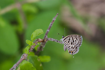 Close-up of insect on leaf