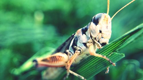 Close-up of insect on leaf