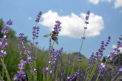 Close-up of bee pollinating on purple flowers