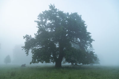 Trees on field against sky