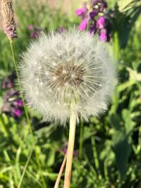 Close-up of dandelion flower on field