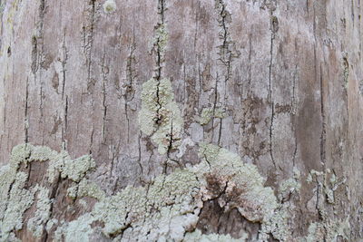 Full frame shot of tree trunk