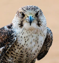 Close-up portrait of owl
