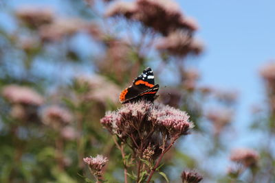 Close-up of butterfly pollinating on flower