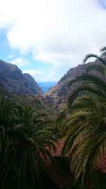 Scenic view of palm trees against sky