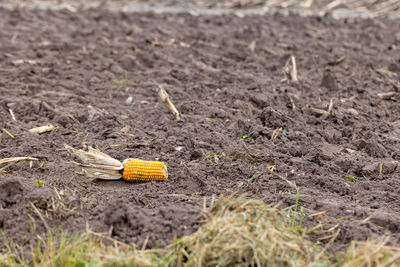 Single piece of corn left on a corn farm field after the harvest