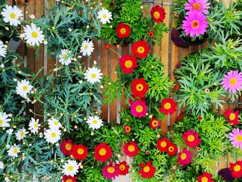 High angle view of flowering plants