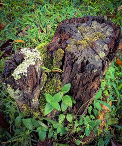 High angle view of tree stump on field