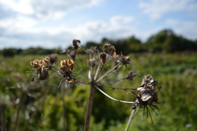Close-up of plant against white background