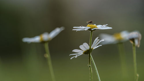 Close-up of bee pollinating on flower