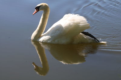 Swan swimming in lake