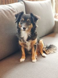 Portrait of dog sitting on sofa at home