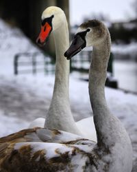 Close-up of swan