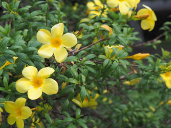 Close-up of yellow flowers blooming outdoors