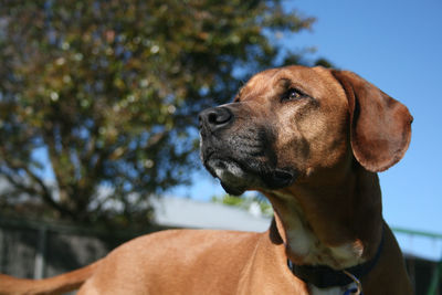 Close-up of dog